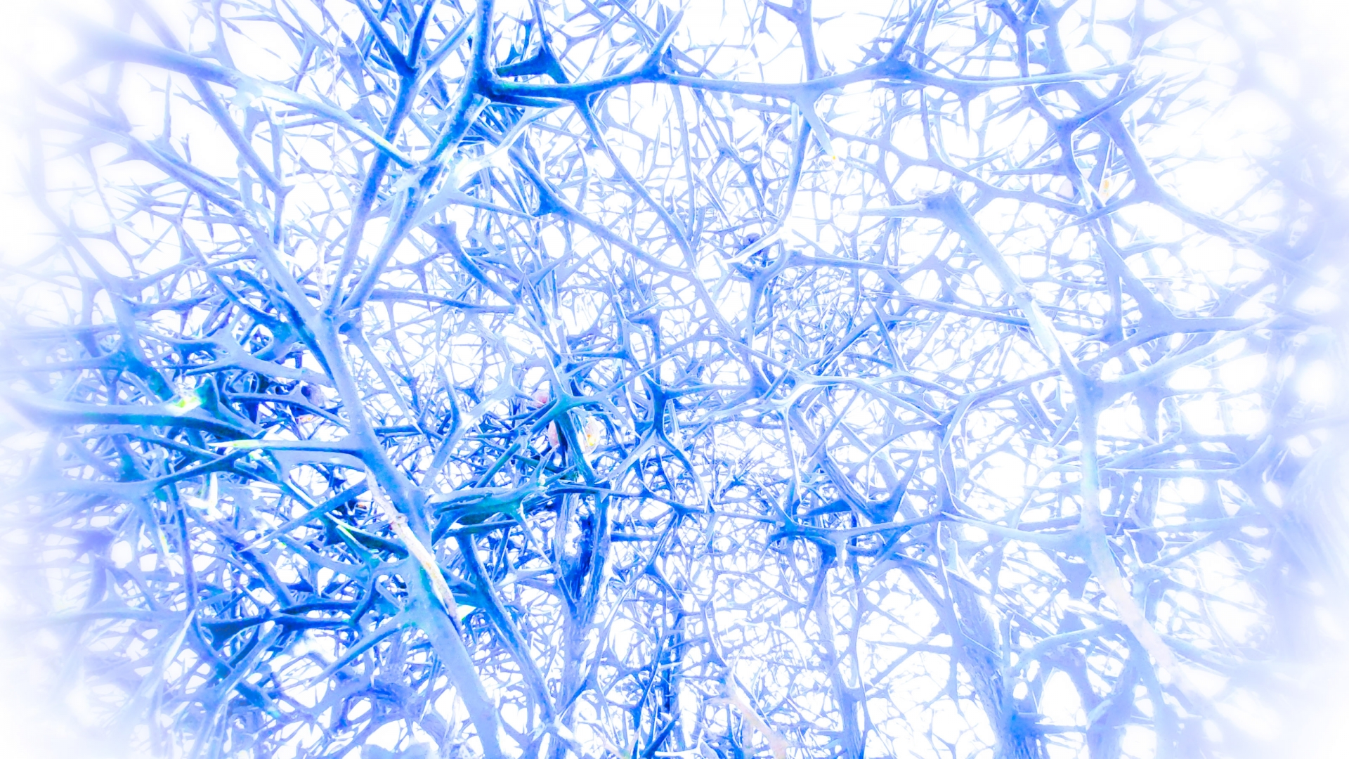 神経幹細胞