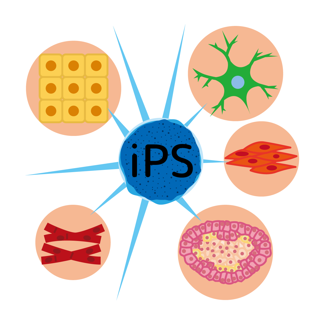 iPS細胞とは